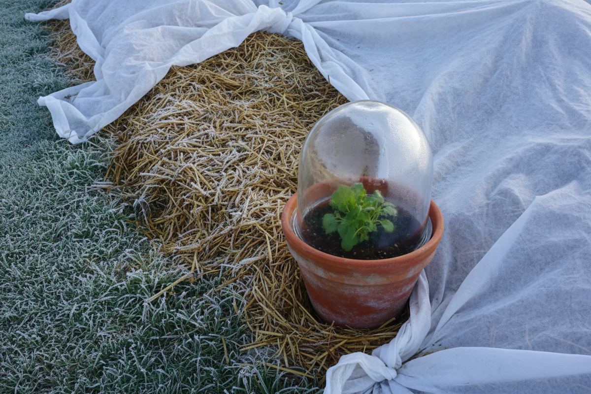 Garden beds covered with floating row cover on a frosty morning